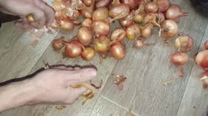 лук репка переборка