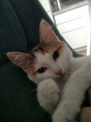 впервые включаю трансляцию