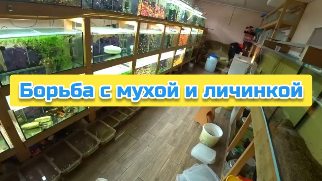 Борьба с мухой и личинкой смотреть онлайн