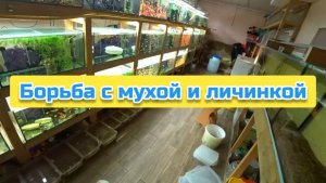 Борьба с мухой и личинкой