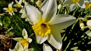 Аромат нарциссов ( 17 мая 2025 год )