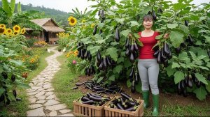 Сбор урожая большого количества баклажанов и бананов. Уход за курами, утками и свинями. Фуонг