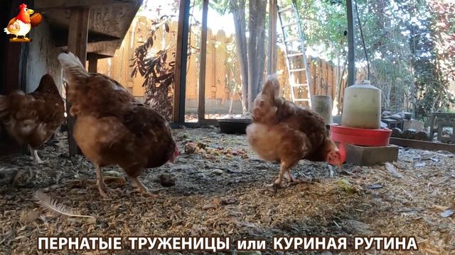Куриная рутина – что делают куры на выгуле 😂 эпизод (119) смотреть онлайн