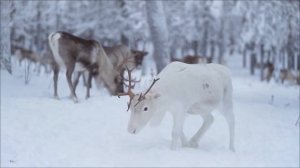 Тёмная завеса января. Вход в новую реальность.