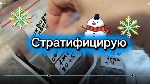 Стратификация семян
