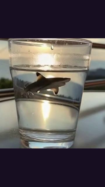 миниакула морскаяфауна животныепланеты океанскаяжизнь акула потерянныймир