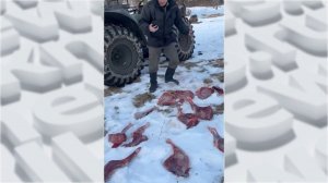 Контроль за охотой усилили в Республике Алтай ("Будни", 20.01.26г., Бийское телевидение)