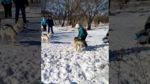 Покатушки на ездовых собаках