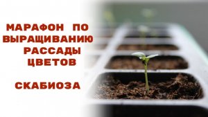 Раскрываем секреты: как вырастить цветы из семян. Скабиоза