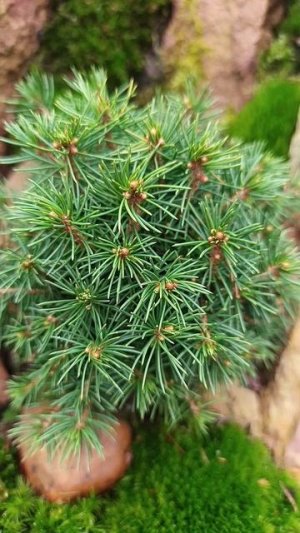 Ель обыкновенная Яна ( Picea abies Jana ).