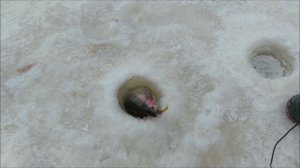 Поимки форели на активные и пассивные снасти. Клёвое место, Лосиный остров, нижний водоём.