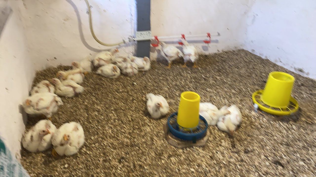 ПРОФИЛАКТИКА ВОДЯНКИ (Асцита) у бройлеров смотреть онлайн