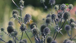 Синеголовник_1