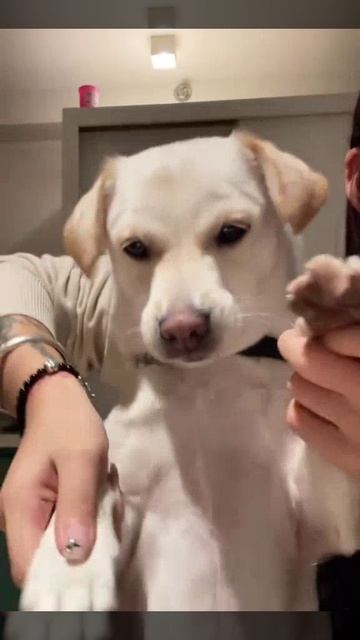 собакен смотреть онлайн