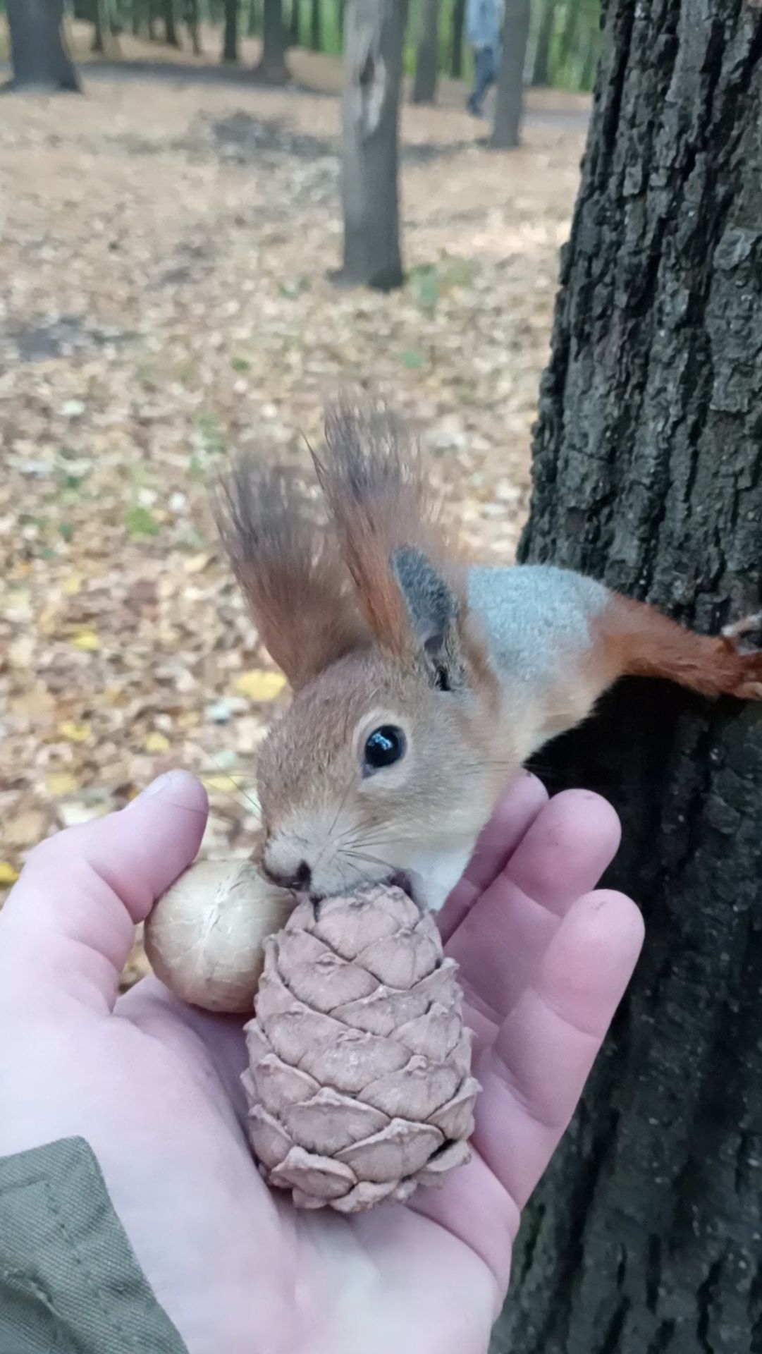 Белка выбрала шишку смотреть онлайн