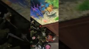 Стрим про аквариум