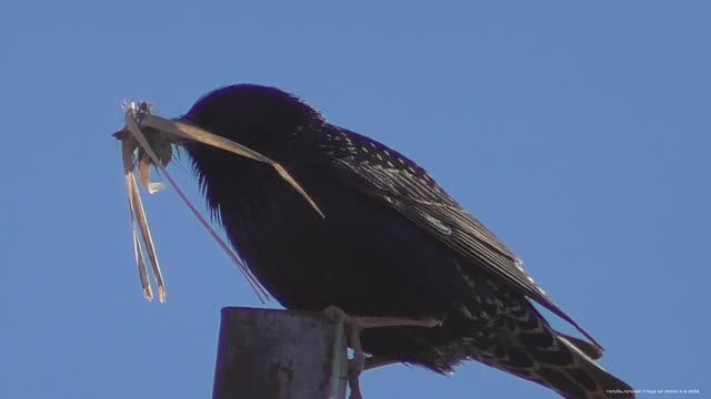 Весенние полёты бойных голубей смотреть онлайн