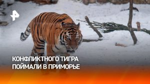 "Он спит, не трогайте": конфликтного амурского тигра отловили в Приморье