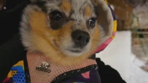 Знакомьтесь - это Леся | Зимний Краснодар 2026❄️ | #мирувлечений