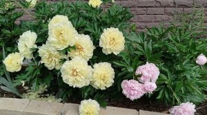 Пионы перед грозой, поют птицы.