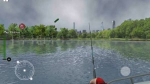 я поймал осётара 13кг на дождеволо червека