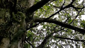 Звуки лета на даче