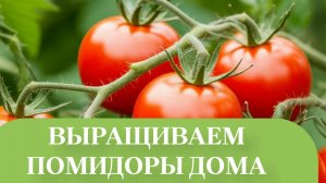 ПОМИДОР И ОГУРЦЫ.