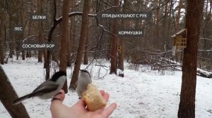Лес. Птицы. Белки. Природа. Кормушки. Птицы едят с рук. Релакс. Сосновый бор. Птицы в лесу. Зима
