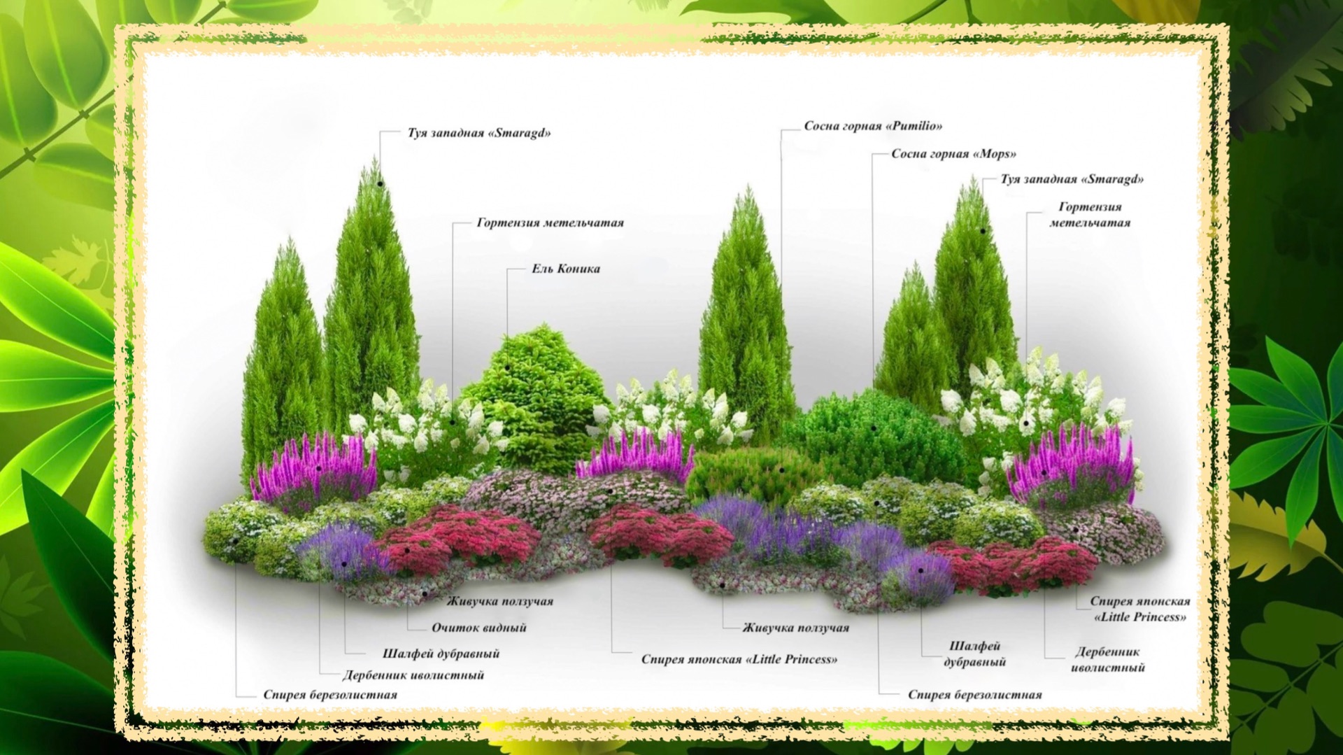 Большой хвойно-лиственный многолетний миксбордер. Разбор готовой схемы. смотреть онлайн