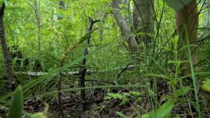 Трейлер "Папа, лето и Байкал"