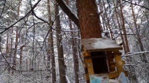 Сосновый бор. Кузбасс. Птицы, белки. Кормушки. Кормление с рук. Синицы, пухляки, гаечки, поползни.