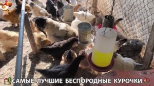 Цыплята и Курочки селяночки лучшие беспородные несушки 🥚 (428)