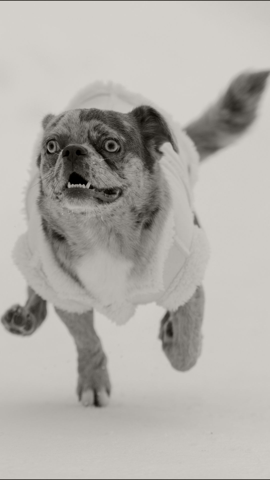 Чихуахуа..  (Вторая серия) смотреть онлайн