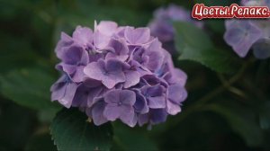 Цветы.Релакс.