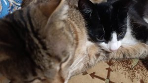 Закадычные друзья