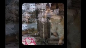 1000046613.mp4 (Собака наблюдает за устройством лестницы на 2 этаж в доме А-фрейм)