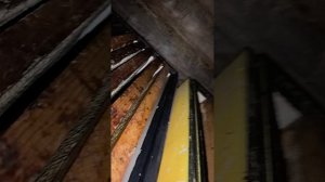 Январский осмотр пчел))