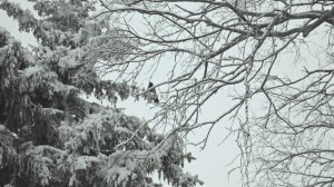 Видеоряд для выступления на конкурсе Миссис Ульяновск. VORONA