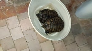 Красноухие черепахи, снова)