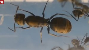 Пересадка муравьев Camponotus parius в ферму (дворец) Юниор. Переходник из пробирки на арену.