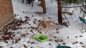 седой дятел проголодался