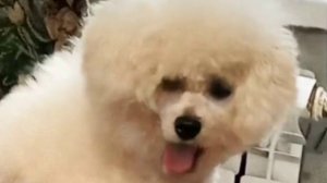 Зоо-бурлеск