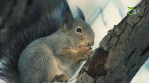 Обыкновенная белка_1