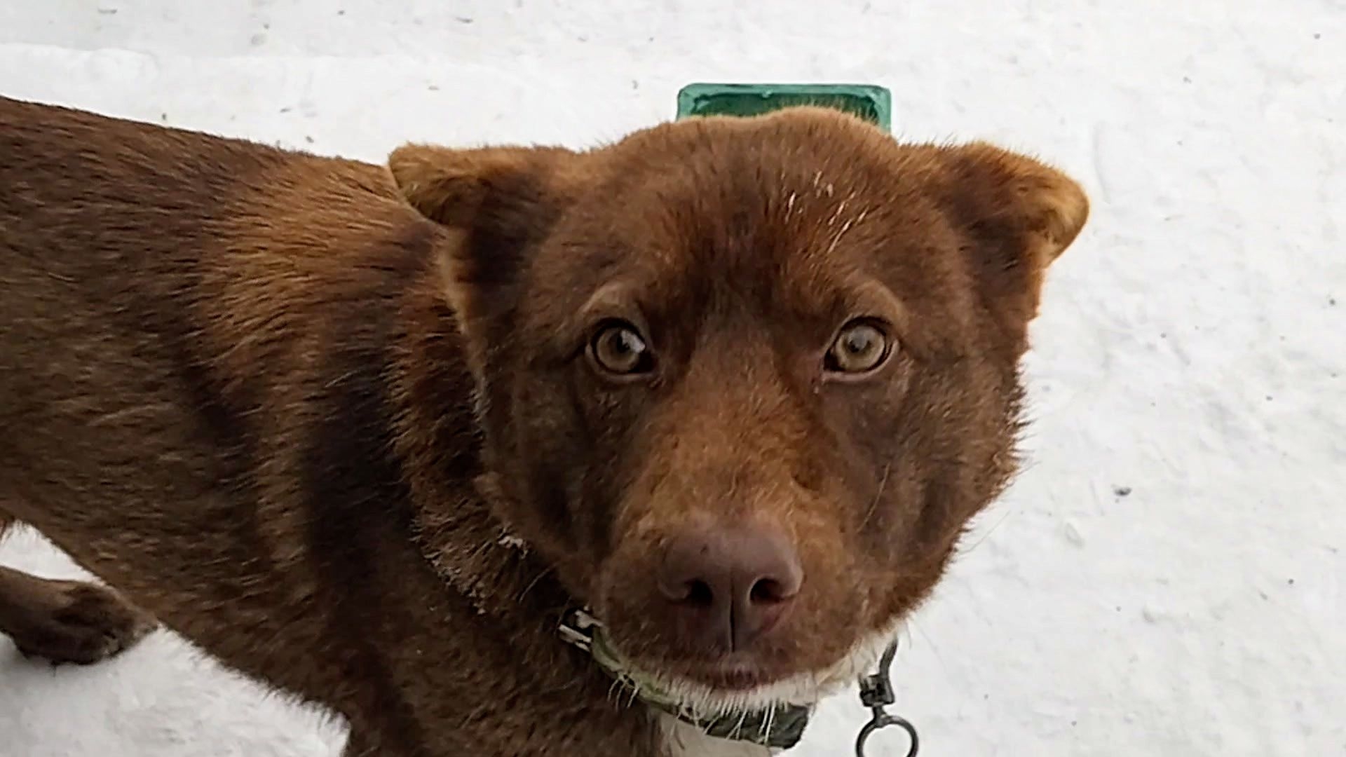 Прошли морозы! Жизнь налаживается! Утро Мишки и Максика. 20-01-2026