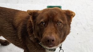 Прошли морозы! Жизнь налаживается! Утро Мишки и Максика. 20-01-2026