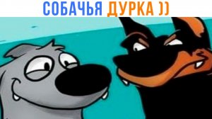 СОБАЧЬЯ ДУРКА ))) Комиксы | Мемозг 1712