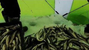 Наловили наваги на всю родню ещё и друзьям хватит!