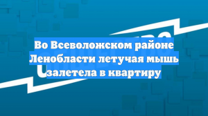 Во Всеволожском районе Ленобласти летучая мышь залетела в квартиру