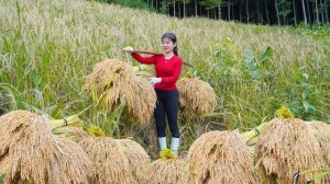 Сбор урожая горного риса. Как сушить и консервировать горный рис. Нхат. Вьетнам