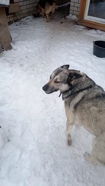 У НАШЕЙ СОБАКЕ РАНА!